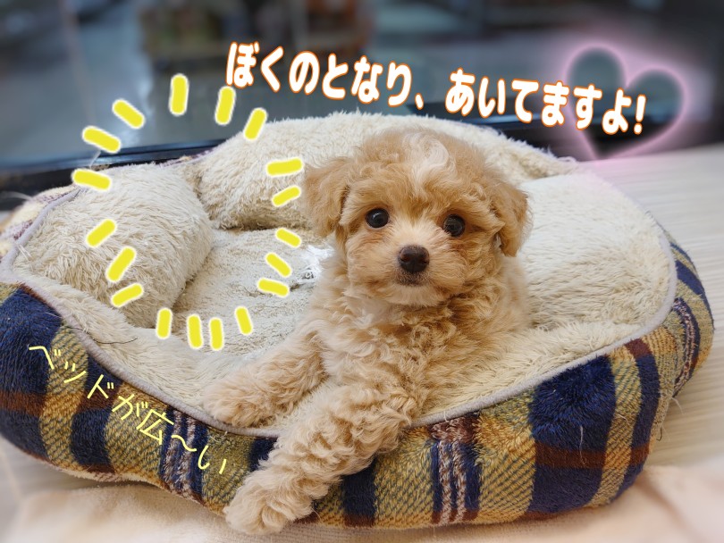 小さめワンちゃん | MIX犬 チワプー （04-53） - さいたま 武蔵浦和店