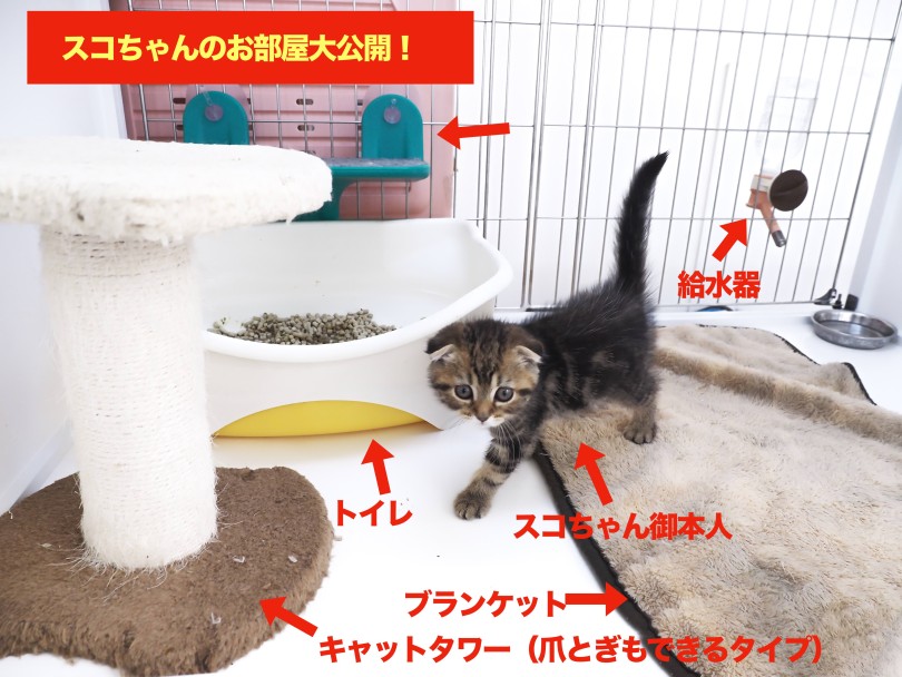 スコちゃんのお部屋 | スコティッシュフォールド （05-40） - 本羽田店