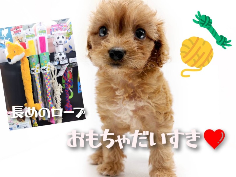 おもちゃで遊ぶのが大好き | MIX犬 キャバプー (19-55) - 東川口店
