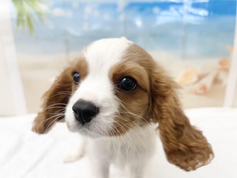 初めての方、多頭飼いの方にも大人気 | キャバリア・キングチャールズ・スパニエル （05-45） - 本羽田店