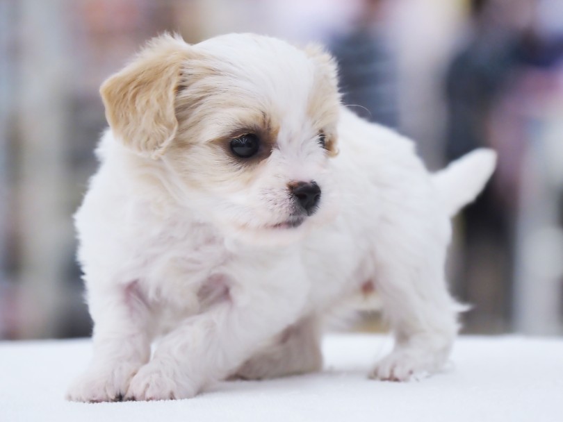 両親のいい所だけを受け継いじゃってる美しい被毛！ | MIX犬 キャバション （06-74）- 横浜 大倉山店