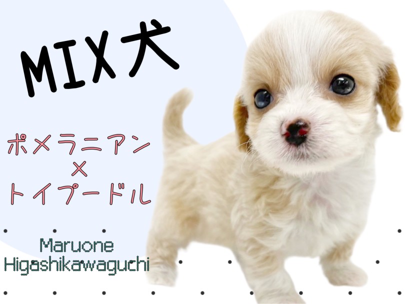 【 MIX 】希少犬種！ポメラニアンとトイプードルのミックス犬ポメプー子犬女の子
