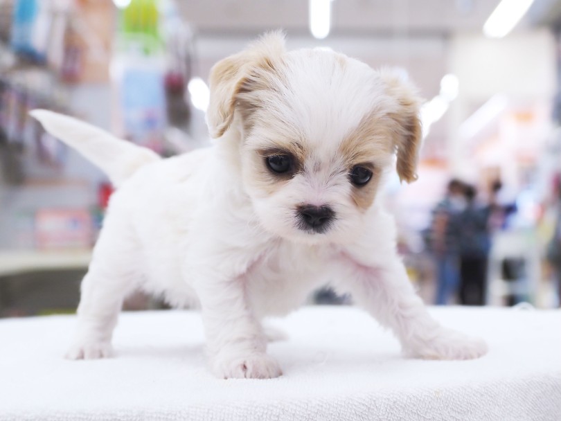 パッと見はパパのキャバリア要素多め | MIX犬 キャバション （06-74）- 横浜 大倉山店