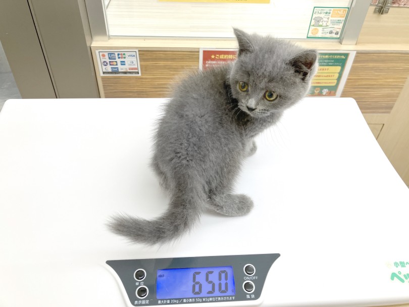 飼い主が太ったことに気づきにくい猫種です | ブリティッシュショートヘア (05-47) - 本羽田店