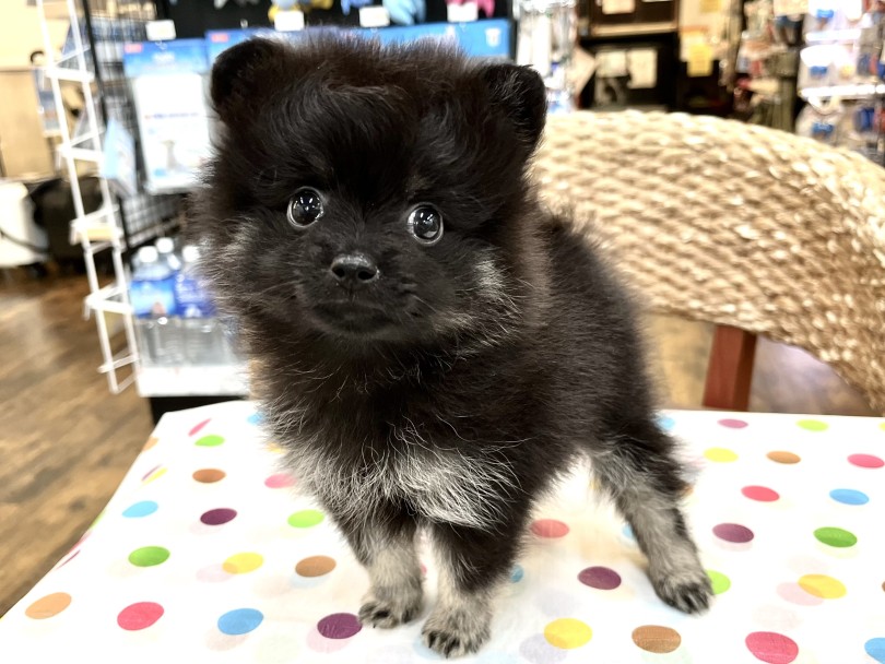 小さな小熊ちゃん！？ | ポメラニアン （18-138） - 横浜 元町店