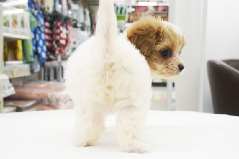 抜け毛は少ないシングルコートタイプ | MIX犬 キャバマルプー （06-75） - 横浜 大倉山店