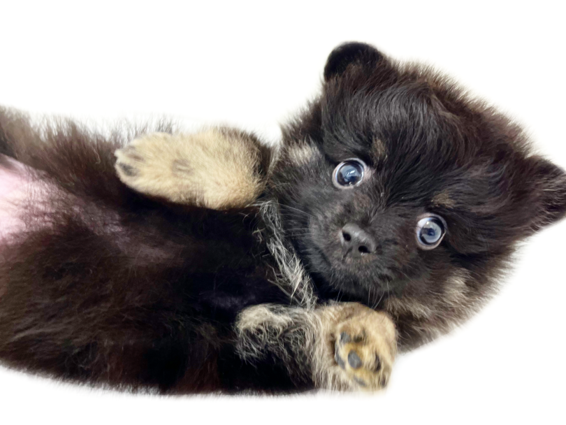 ポメ好きの方、子熊ちゃんを飼ってみたい方は横浜元町店へお急ぎください♪ | ポメラニアン （18-138） - 横浜 元町店