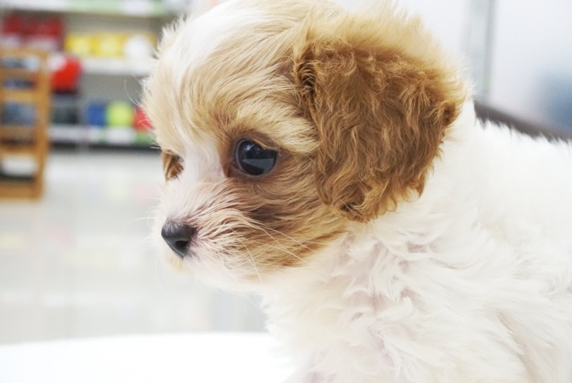 小さめなサイズ | MIX犬 キャバマルプー （06-75） - 横浜 大倉山店
