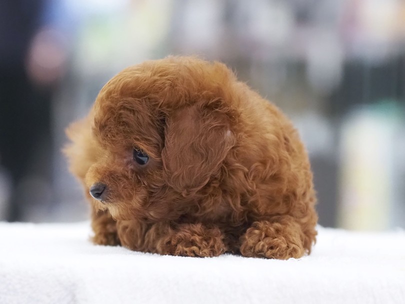 斜視もなくキレイな円形の瞳は美しくもありながら愛らしさ満点♡ | トイ・プードル (06-73) - 横浜 大倉山店