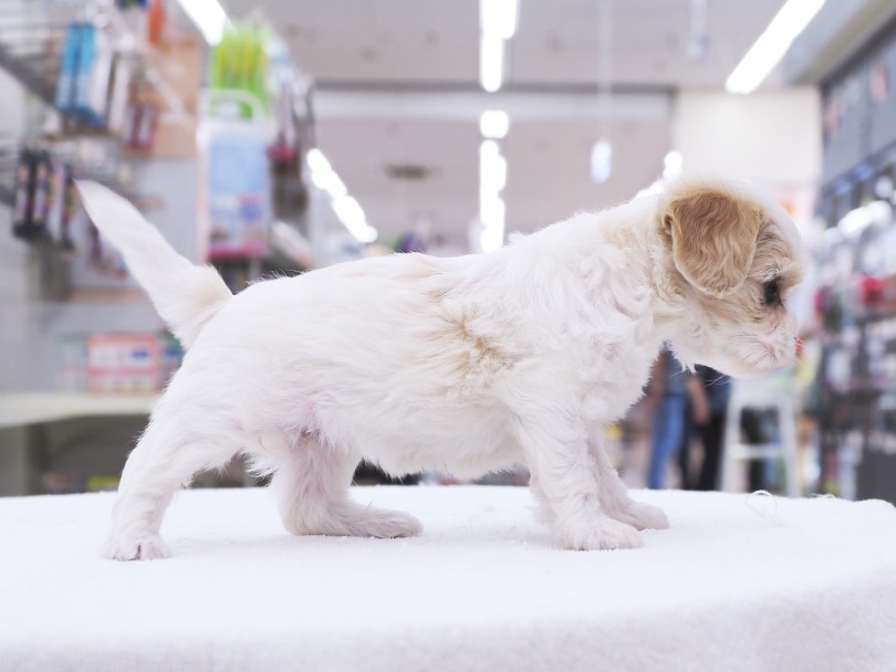 足の短さはビションフリーゼ体型！ | MIX犬 キャバション （06-74）- 横浜 大倉山店