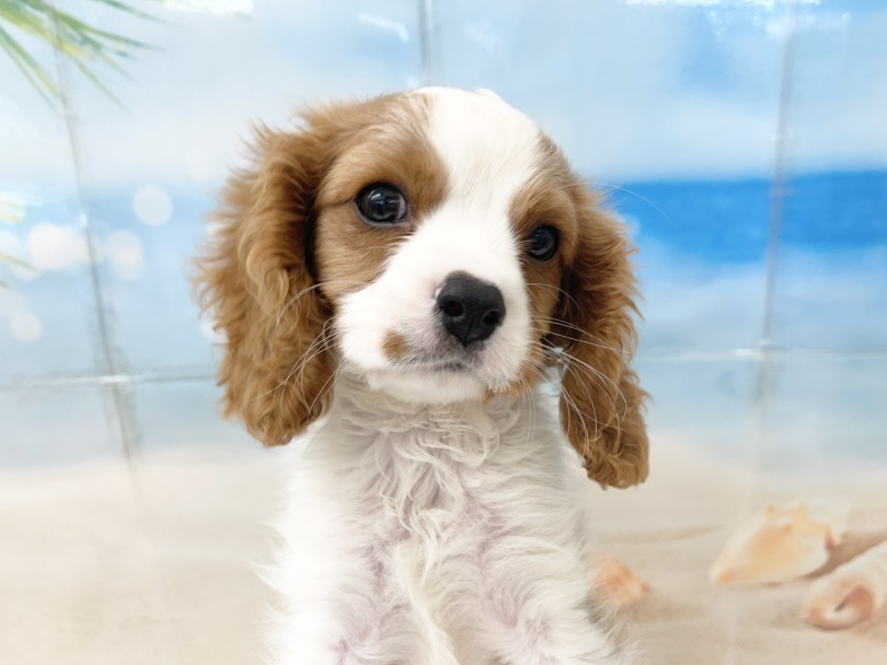 警戒心ゼロの愛らしいキャバリアちゃんに会いにいらしてくださいね！ | キャバリア・キングチャールズ・スパニエル （05-45） - 本羽田店