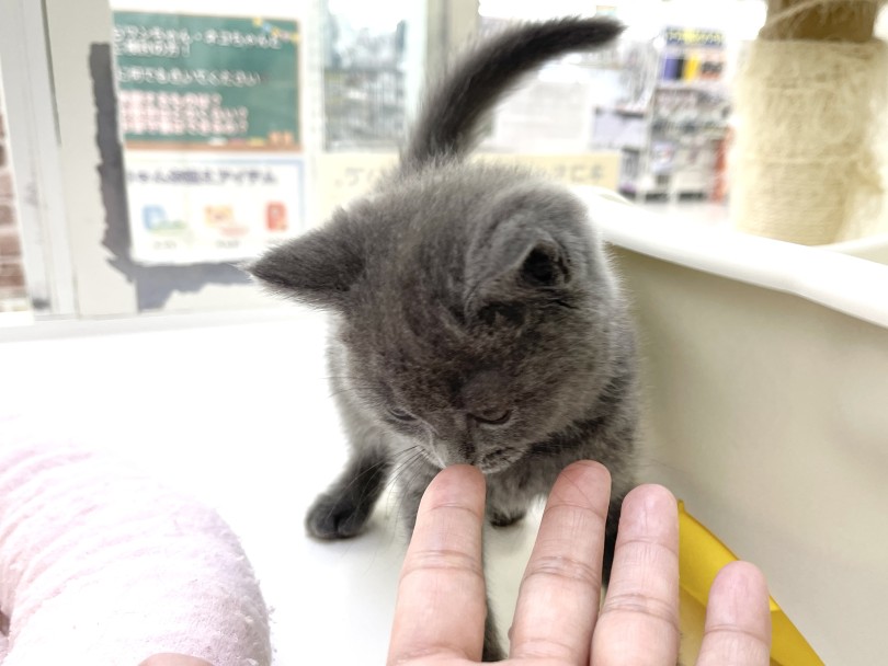 鼻ちゅうトレーニング | ブリティッシュショートヘア （05-47） - 本羽田店