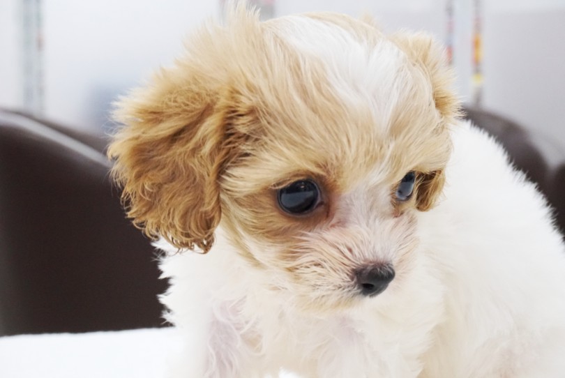 必要な用品類 | MIX犬 キャバマルプー （06-75） - 横浜 大倉山店