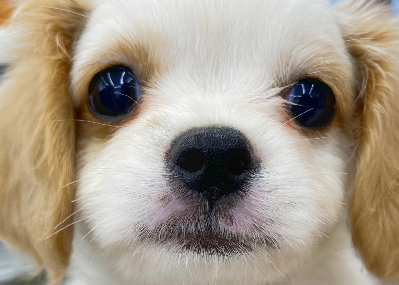 良い子過ぎて秒でメンテナンスが終わりました！ | MIX犬 マルキャバ （06-68） - 横浜 大倉山店
