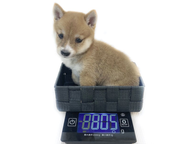 生後2ヶ月時点の体重は805gと1kgにも満たない小ささ | 豆柴 （08-52） - 大和 相模大塚店