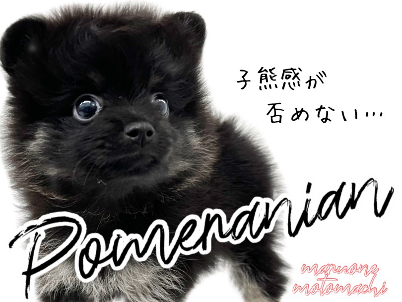 【 ポメラニアン 】圧倒的小熊感！！もふみ溢れるブラタンポメ！