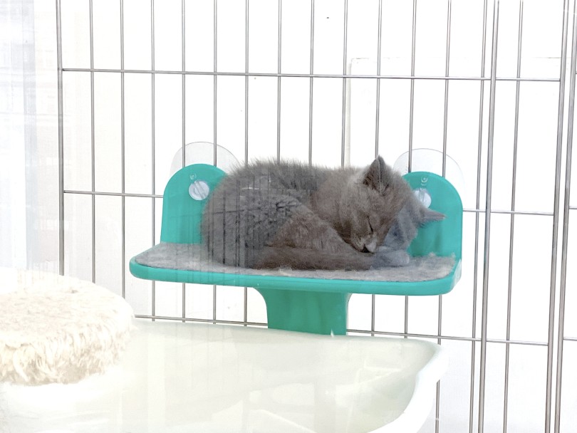 自分の足を枕にして眠るブリちゃん | ブリティッシュショートヘア (05-47) - 本羽田店