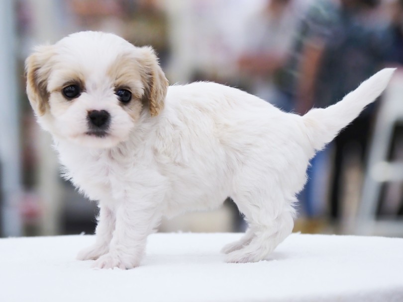 抜け毛はどんな感じ？ | MIX犬 キャバション （06-74）- 横浜 大倉山店