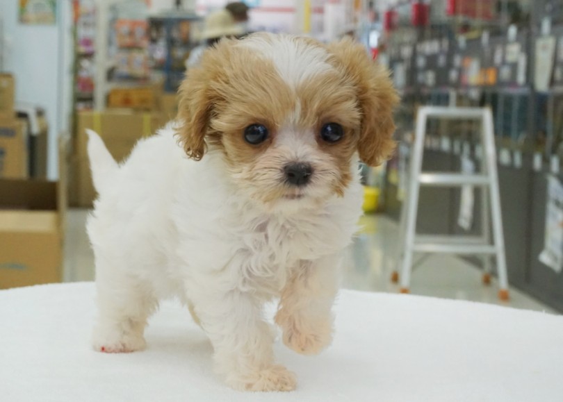 ふわっふわな柔らかさのある被毛 | MIX犬 キャバマルプー （06-75） - 横浜 大倉山店