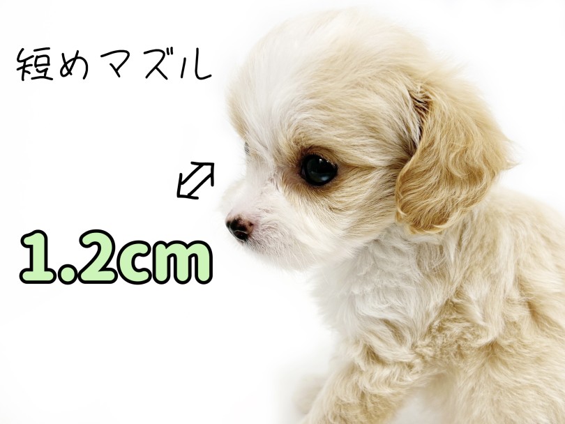 短めなマズル（鼻先）は驚愕の1.2cm！ | MIX犬 ポメプー （19-70） - 東川口店