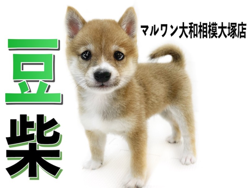 【 豆柴 】生後2ヶ月で体重805g！小さくて元気いっぱい！毛色は人気の赤色！