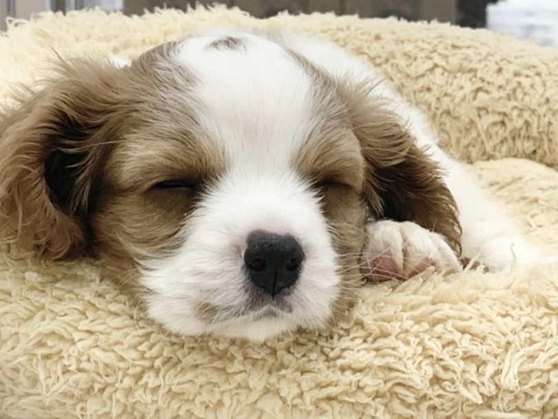 ニコニコしながら眠るキャバリアちゃん | キャバリア・キングチャールズ・スパニエル （05-45） - 本羽田店