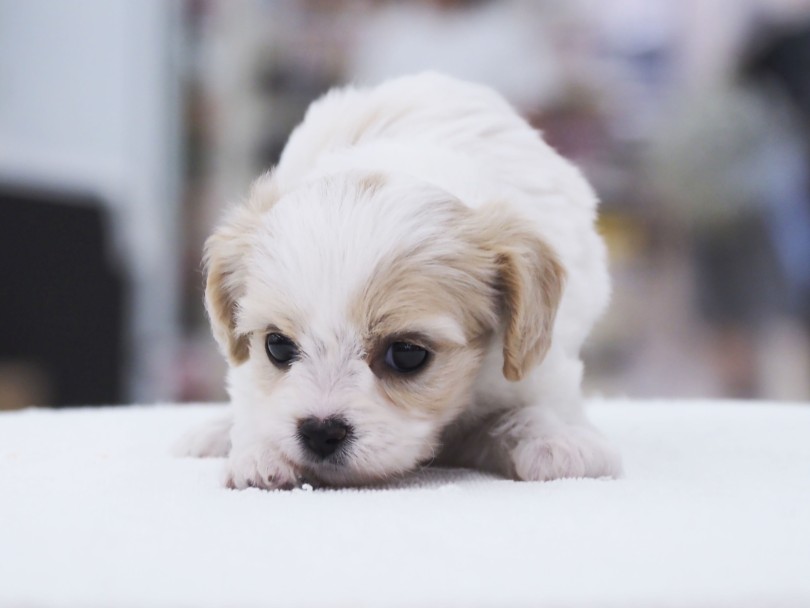 コロンとした丸顔に、短めなマズル♡ | MIX犬 キャバション （06-74）- 横浜 大倉山店