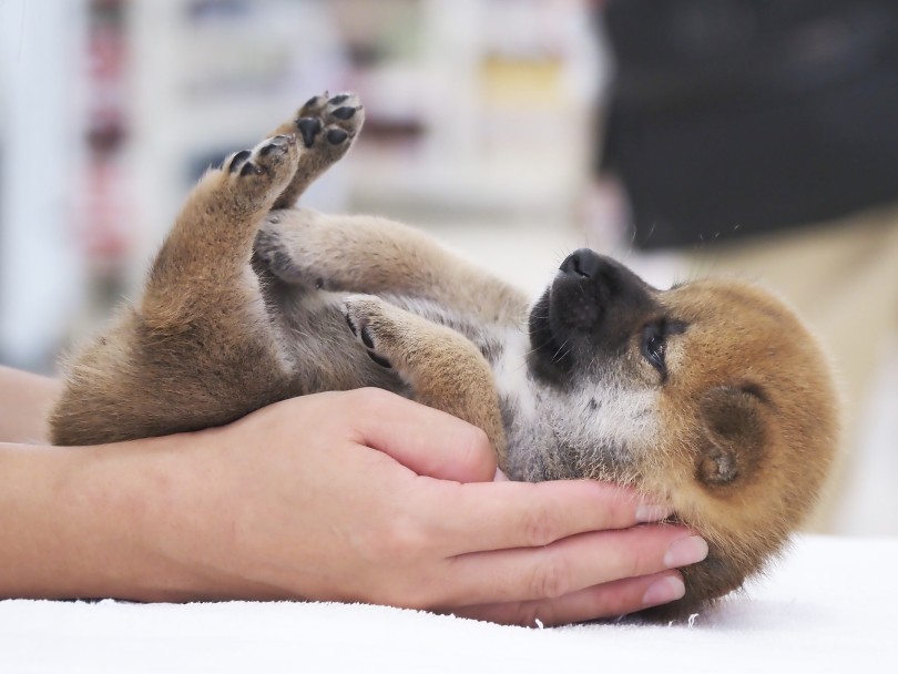 毎日行うトレーニング！ヘソ天ポーズ！！ | 柴犬 （06-77） - 横浜 大倉山店