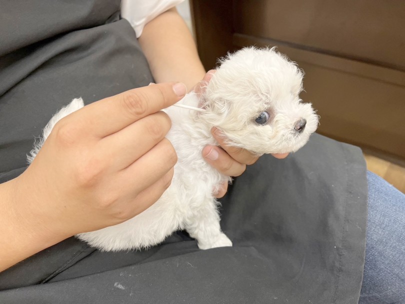 キャバションちゃんは垂れ耳タイプ | MIX犬 キャバション （14-49） - 城山店