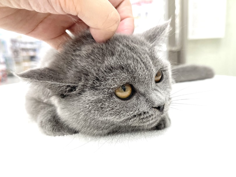 現在のブリちゃんのご飯は1日3回！ | ブリティッシュショートヘアの生活ポイント解説 （05-47） - 本羽田店