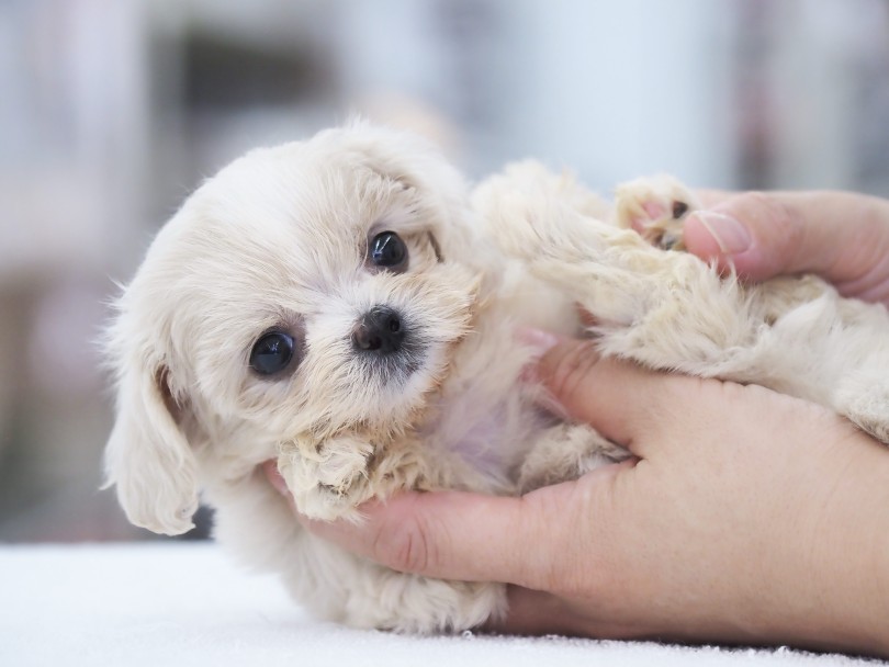 むかえする際に揃えておきたい用品をご紹介 | MIX犬 マルプー （06-84） - 横浜 大倉山店