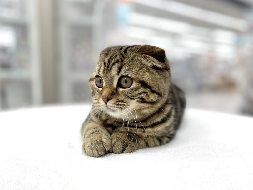 抱っこが大好きなネコちゃんに育てています | スコティッシュフォールド （05-40） - 本羽田店