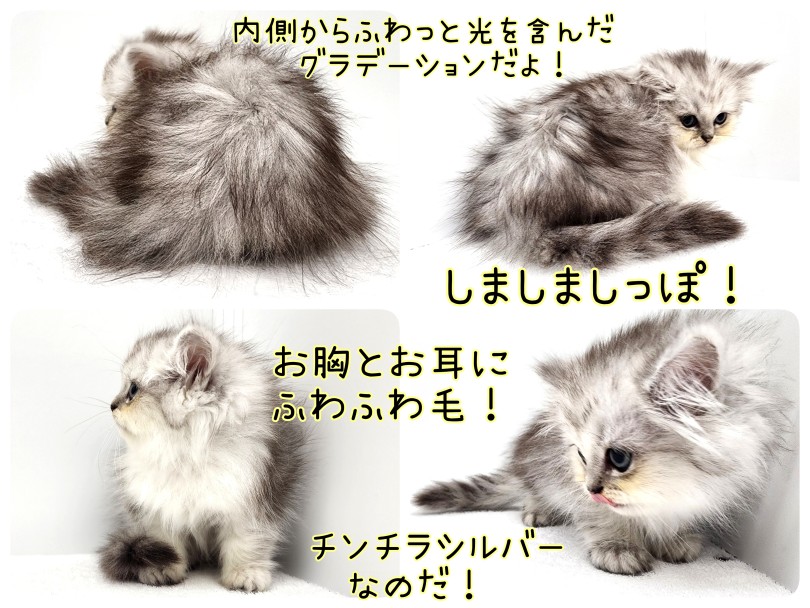 グラデーションがとっても美しいふわふわの被毛！ | ペルシャ （17-53） - 高井戸店