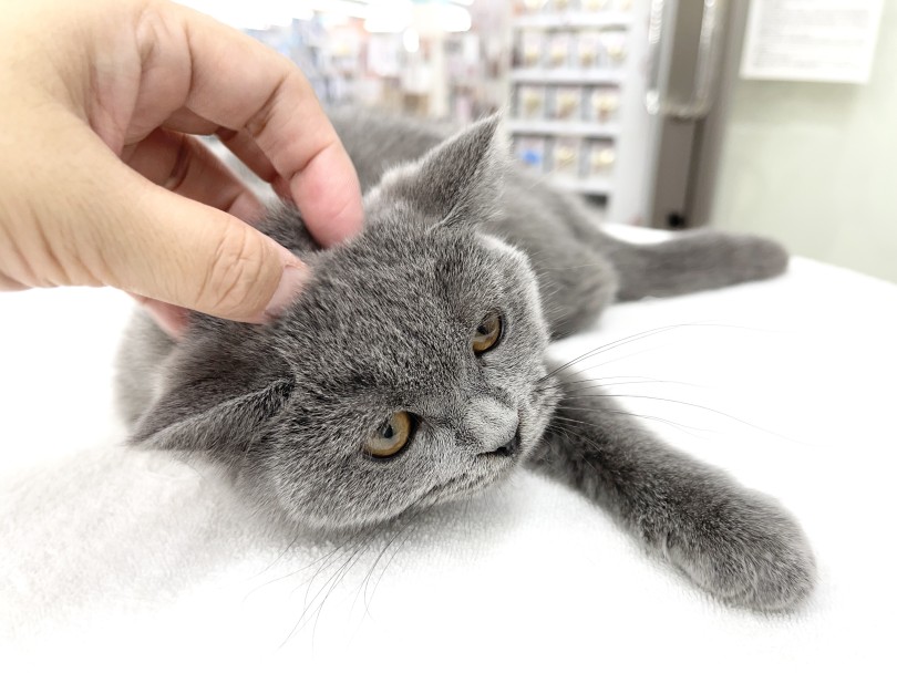 お迎えしたらこんな環境整備をしてみましょう！ | ブリティッシュショートヘアの生活ポイント解説 （05-47） - 本羽田店
