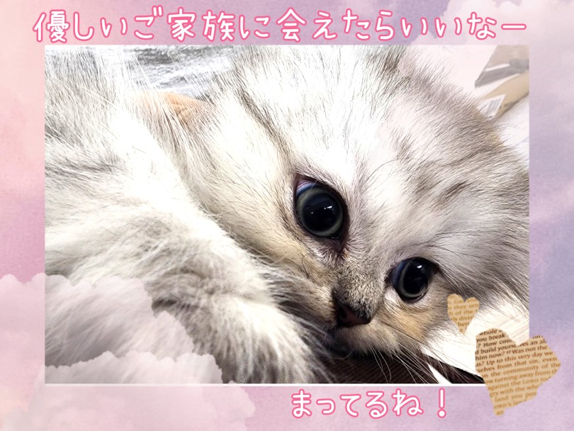 鳴き声も小さく、長毛種の中ではちびっこなので飼いやすい | ペルシャ （17-53） - 高井戸店