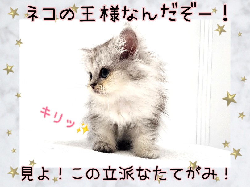 猫の中で最も古い歴史を持つ猫種 | ペルシャ （17-53） - 高井戸店