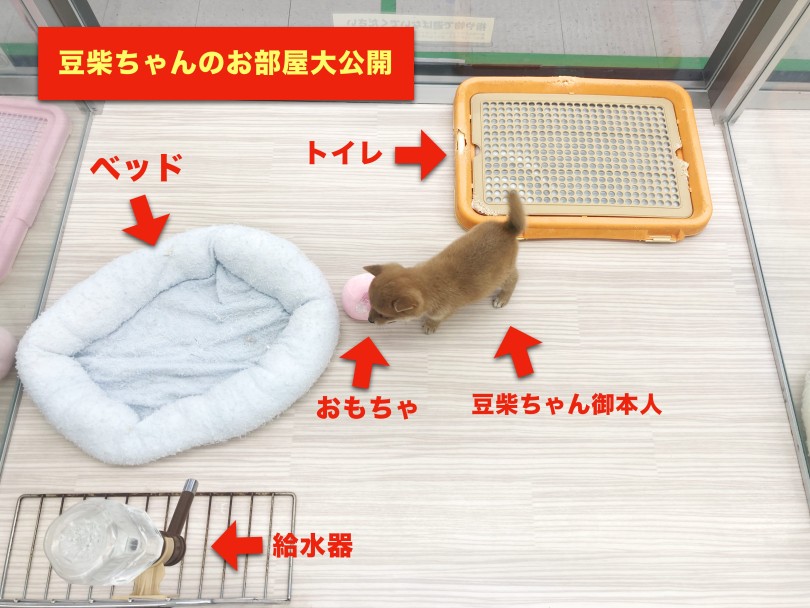 豆柴ちゃんのお部屋の画像 | 豆柴 （05-51） - 本羽田店