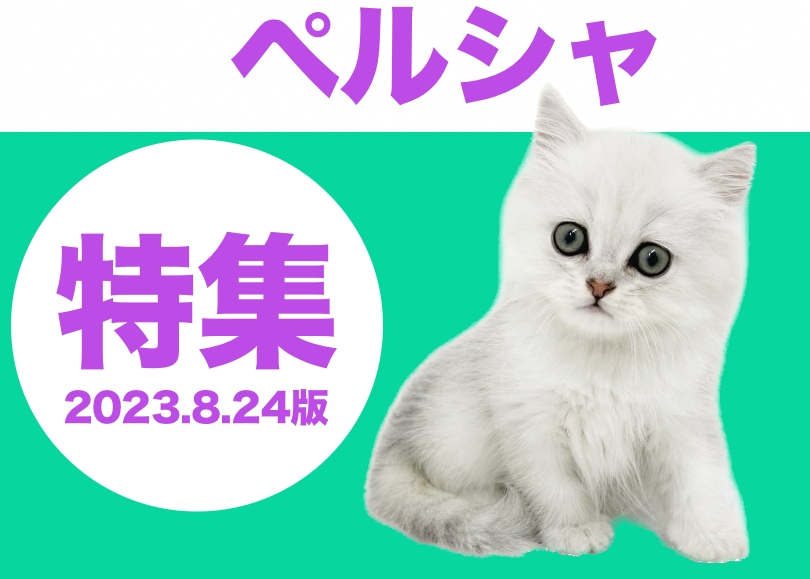 【 ペルシャ特集 】8/24現在の全店舗の猫の王様ペルシャちゃんをご紹介！