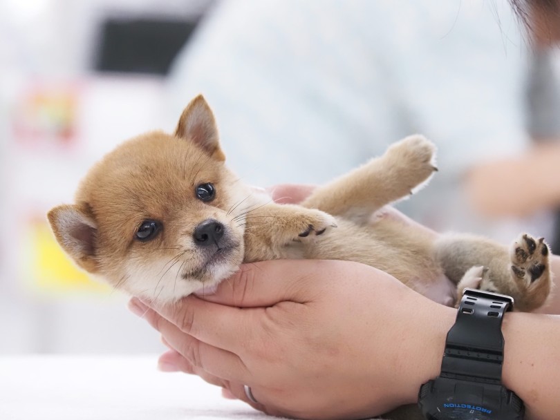 素晴らしき和犬の入り口をぜひこの子からスタートしてみてください | 豆柴 （05-51） - 本羽田店
