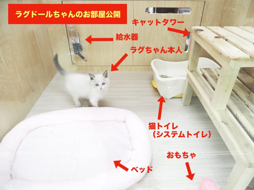 この画像を参考にしてアイテムを用意してね！ | ラグドール （06-80） - 横浜 大倉山店