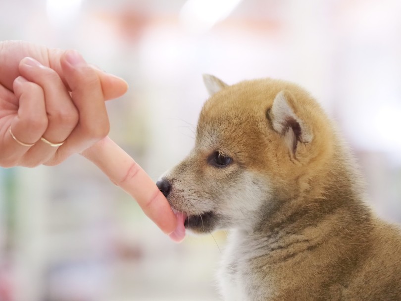 柴犬ちゃんとの今後の過ごし方アドバイス | 柴犬 （06-87） - 横浜 大倉山店
