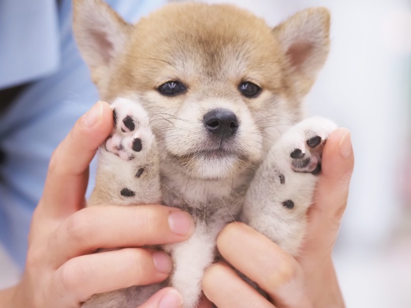 マーブル模様の肉球の秘密！ | 柴犬 （06-87） - 横浜 大倉山店