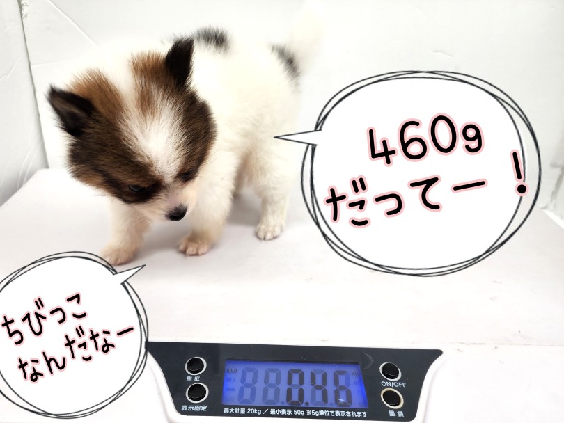 小さめふっくらボディ！生後60日で460g！ | ポメラニアン （17-61） - 高井戸店