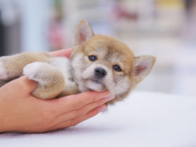 お散歩デビューは11月の中旬頃 | 柴犬 （06-87） - 横浜 大倉山店