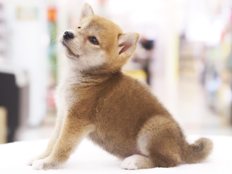 全体に黒い差し毛が多いです | 柴犬 （06-87） - 横浜 大倉山店