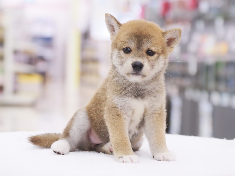 コンパクトでありながらも均整の取れた体型 | 柴犬 （06-87） - 横浜 大倉山店