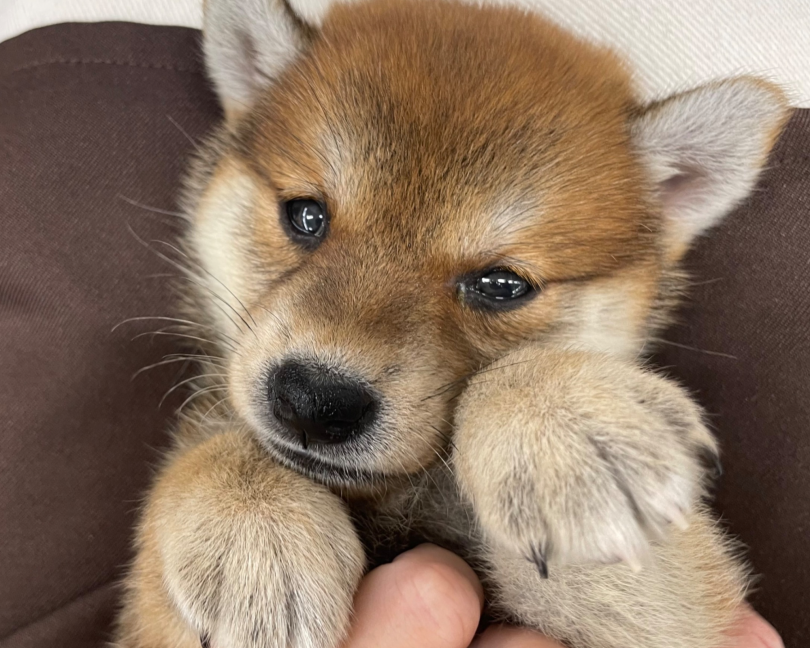 魅力あふれる柴ライフ体感してみませんか？ | 柴犬 （09-50） - 板橋 志村坂下店