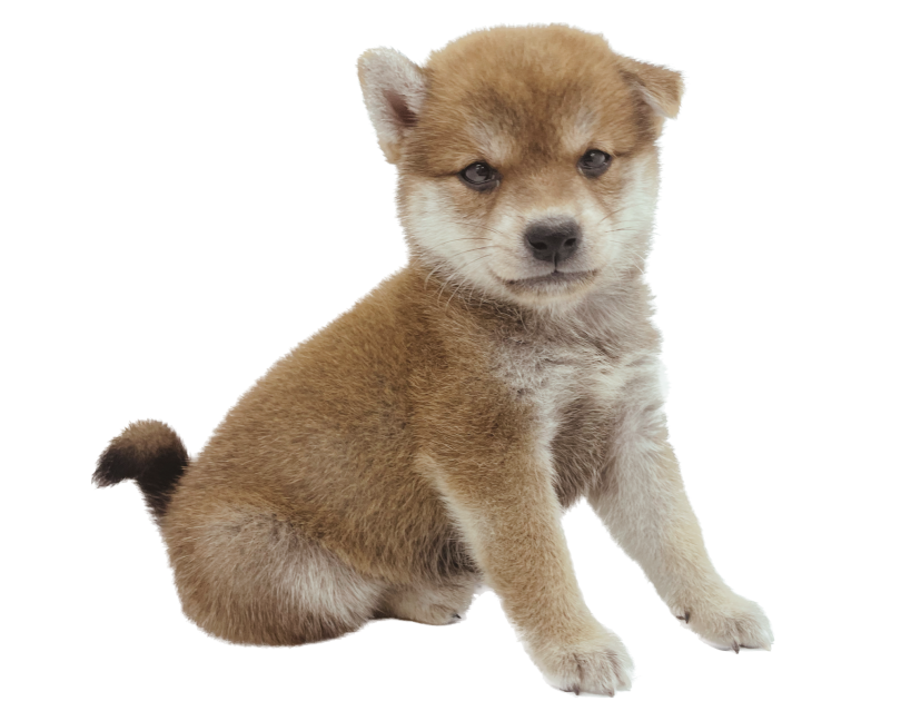 可愛らしいルックス | 柴犬 （09-50） - 板橋 志村坂下店