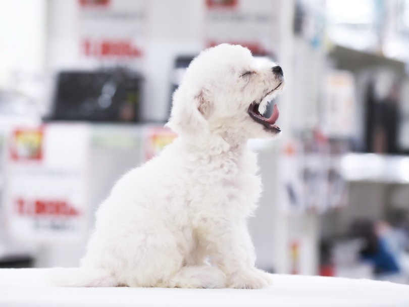 ビションフリーゼの人気の理由5選！ | ビションフリーゼ （05-53） - 本羽田店