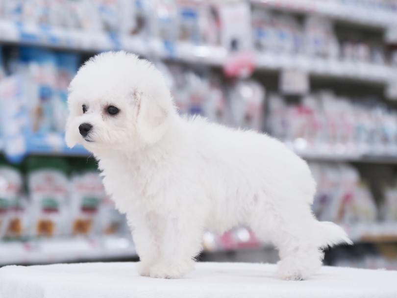 犬の美しさの絶頂は生後80日経過してから | ビションフリーゼ （05-53） - 本羽田店